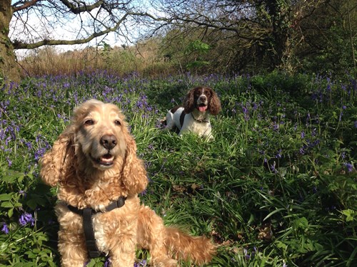 Charlie & Harry in the Bluebells
