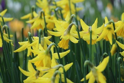 Daffodils St Davids Day, Wales B&Bs